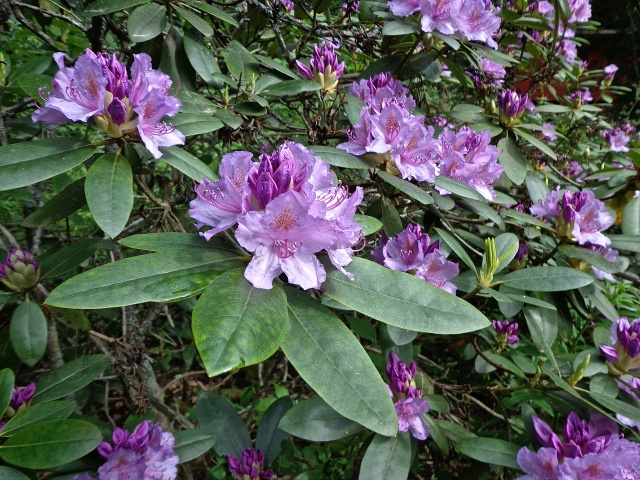 DSC00800