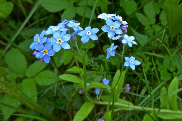 DSCN1453