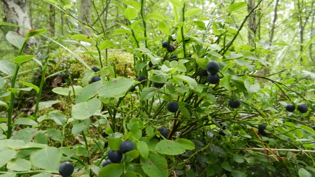 DSCN2221