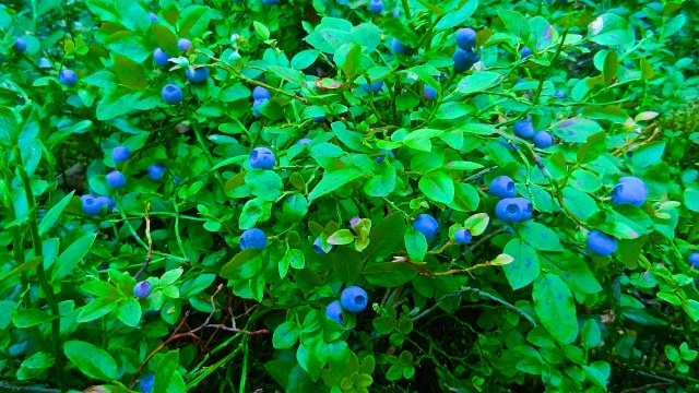 DSCN2229