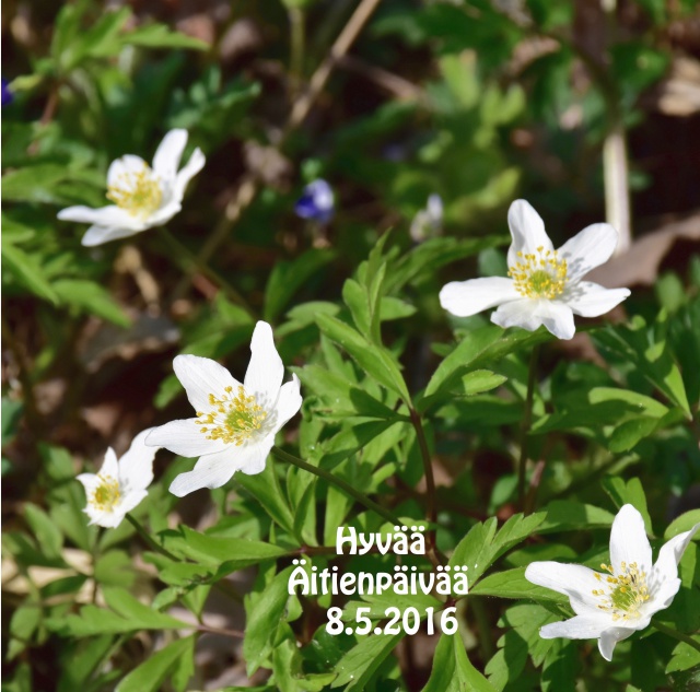 Hyvää PDF Ä-päivää jp 2016 siv (1)