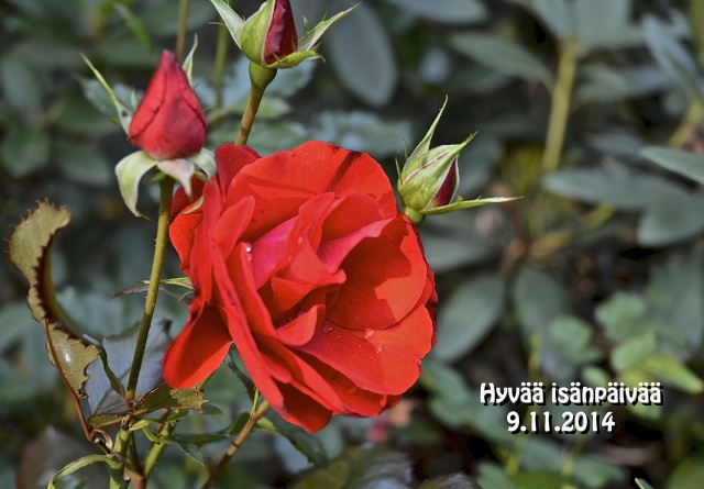 Isänpvää pj siv 14