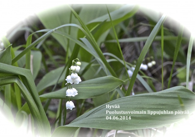 Lippujuhlapäivä 14 4062014