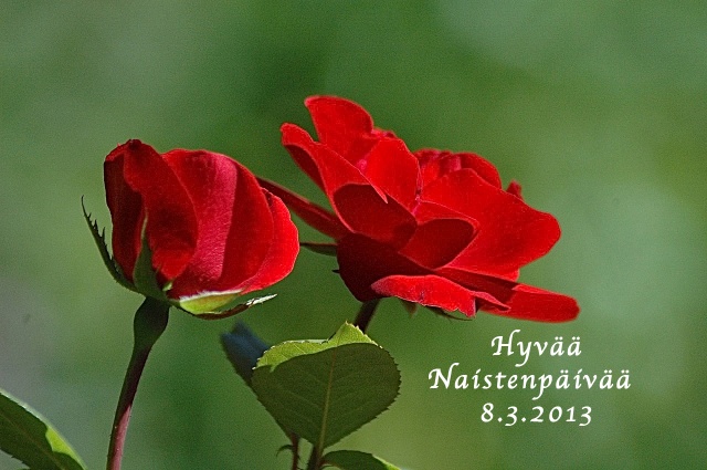 Naistenpäivänä 8.3.2013
