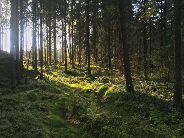 SyysmetsäIMG_0775